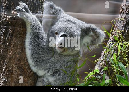 Stuttgart, Deutschland. 19. Juli 2023. Ein Koala klettert in seinem neuen Gehege in Wilhelma in Stuttgart auf einen Baum. Bis jetzt waren die vier Koalas aus Australien in Quarantäne. Sie wurden am 30. Juni nach Deutschland geflogen und dann nach Wilhelma transportiert. Kredit: Bernd Weißbrod/dpa/Alamy Live News Stockfoto