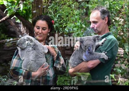 Stuttgart, Deutschland. 19. Juli 2023. Zwei Tierhalter bringen zwei weibliche Koalas in ihre neue Hütte in Stuttgarts Wilhelma. Bis jetzt waren die vier Koalas aus Australien in Quarantäne. Sie wurden am 30. Juni nach Deutschland geflogen und dann nach Wilhelma transportiert. Kredit: Bernd Weißbrod/dpa/Alamy Live News Stockfoto