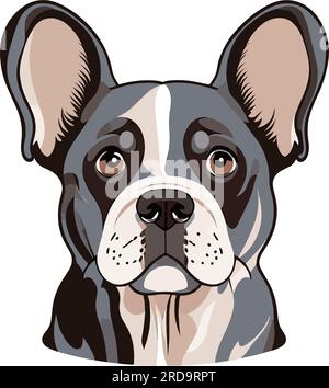 Französisches Bulldogporträt isoliert auf weißem Hintergrund. Darstellung des Flachvektors Stock Vektor