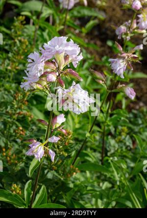 Gemeinsame soapwort, Såpnejlika (Saponaria officinalis) Stockfoto