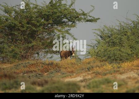 Wilde Pferde und Esel in Mannar, Sri Lanka. Besuchen Sie Sri Lanka. Stockfoto