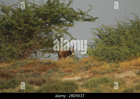 Wilde Pferde und Esel in Mannar, Sri Lanka. Besuchen Sie Sri Lanka. Stockfoto