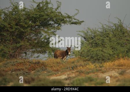 Wilde Pferde und Esel in Mannar, Sri Lanka. Besuchen Sie Sri Lanka. Stockfoto