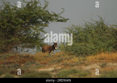 Wilde Pferde und Esel in Mannar, Sri Lanka. Besuchen Sie Sri Lanka. Stockfoto