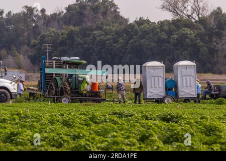 Die Arbeit beginnt auf einer Farm mit frischen Zutaten im Stanislaus County California USA im Central Valley Stockfoto