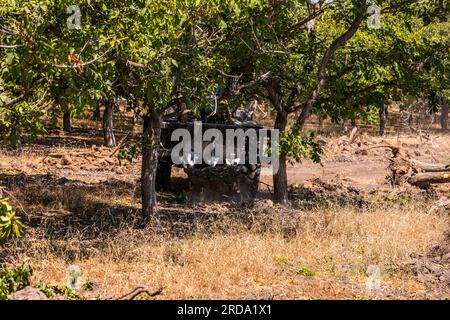 Walnussbäume in einem Obstgarten werden im Central Valley von Kalifornien von einem großen Gerät mit einem Gabelgerät vom Boden abgerissen Stockfoto