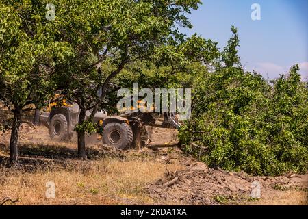 Walnussbäume in einem Obstgarten werden im Central Valley von Kalifornien von einem großen Gerät mit einem Gabelgerät vom Boden abgerissen Stockfoto