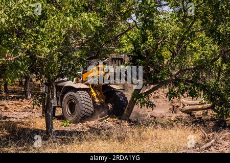 Walnussbäume in einem Obstgarten werden im Central Valley von Kalifornien von einem großen Gerät mit einem Gabelgerät vom Boden abgerissen Stockfoto