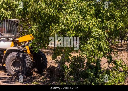 Walnussbäume in einem Obstgarten werden im Central Valley von Kalifornien von einem großen Gerät mit einem Gabelgerät vom Boden abgerissen Stockfoto