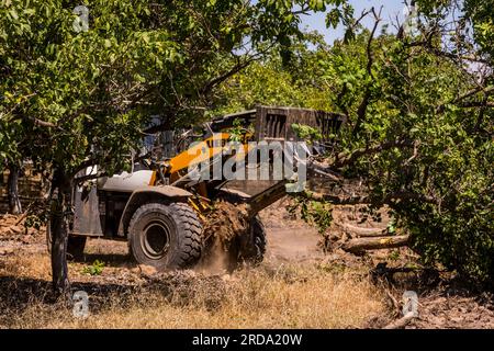 Walnussbäume in einem Obstgarten werden im Central Valley von Kalifornien von einem großen Gerät mit einem Gabelgerät vom Boden abgerissen Stockfoto