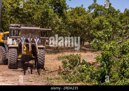 Walnussbäume in einem Obstgarten werden im Central Valley von Kalifornien von einem großen Gerät mit einem Gabelgerät vom Boden abgerissen Stockfoto