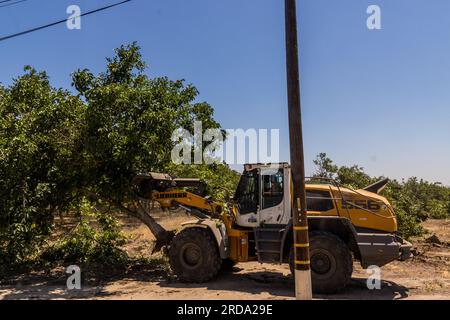 Walnussbäume in einem Obstgarten werden im Central Valley von Kalifornien von einem großen Gerät mit einem Gabelgerät vom Boden abgerissen Stockfoto