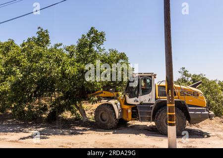 Walnussbäume in einem Obstgarten werden im Central Valley von Kalifornien von einem großen Gerät mit einem Gabelgerät vom Boden abgerissen Stockfoto