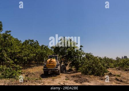 Walnussbäume in einem Obstgarten werden im Central Valley von Kalifornien von einem großen Gerät mit einem Gabelgerät vom Boden abgerissen Stockfoto