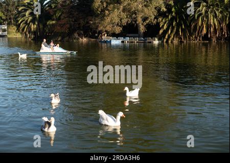 Buenos Aires, Argentinien : 2023. Mai 15 : Enten in den Seen von Bosques de Palermo in Buenos Aires, der Hauptstadt Argentiniens. Stockfoto