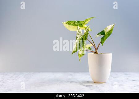 Wunderschöne Syngonium-Podophyllum-albo-variegata-Hauspflanze in weißem Keramiktopf mit Kopierbereich Stockfoto