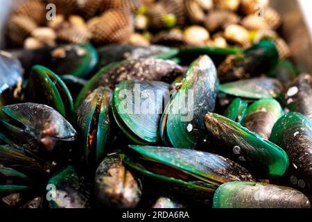 Muscheln und Cockles auf dem Stand Werbespots und Tapeten in der Küche und Verkauf von Meeresfrüchten. Tatsächliche Bilder in Dekorationsideen Stockfoto