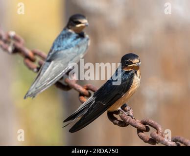 Scheunen-Schwalben-Fledglings hoch oben auf Chainlink. Palo Alto Baylands, Santa Clara County, Kalifornien. Stockfoto