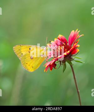 Orangenschwefel (Colias eurytheme) Schmetterling, der sich im Frühling von indischer Decke ernährt. Natürlicher grüner Hintergrund mit Kopierbereich. Stockfoto