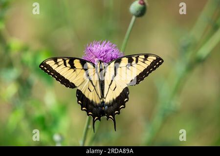 Östlicher Tigerschwanzfalter (Papilio glaucus), der sich von Distelblumen ernährt, wunderschöne gelbe Flügel weit geöffnet. Stockfoto