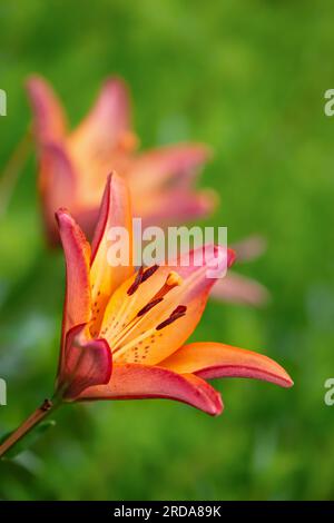Orangenblüte Tigerlilie blüht im Sommergarten. Nahaufnahme. Natürlicher grüner Hintergrund mit Kopierbereich. Stockfoto