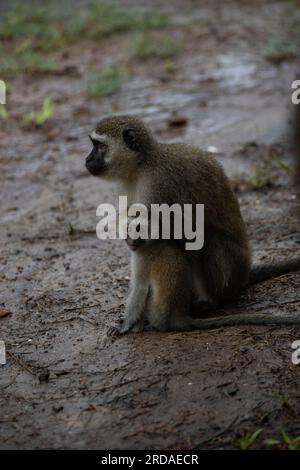 Affen-Bande in Kenia, Afrika. Affen übernehmen ein Hotel, Safari Lodge. Kleine Affen im Regen, Makaken-Affen Stockfoto