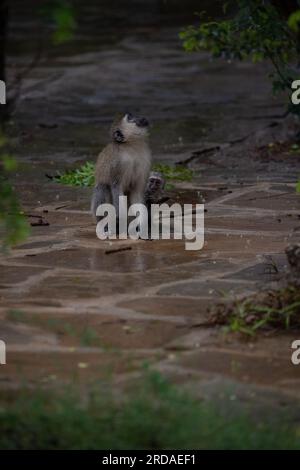 Affen-Bande in Kenia, Afrika. Affen übernehmen ein Hotel, Safari Lodge. Kleine Affen im Regen, Makaken-Affen Stockfoto