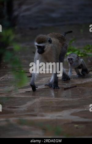 Affen-Bande in Kenia, Afrika. Affen übernehmen ein Hotel, Safari Lodge. Kleine Affen im Regen, Makaken-Affen Stockfoto