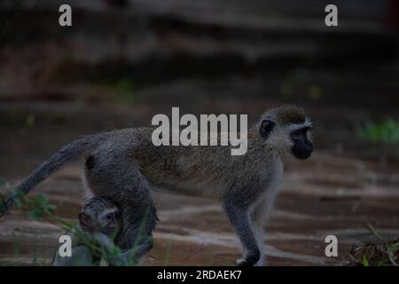 Affen-Bande in Kenia, Afrika. Affen übernehmen ein Hotel, Safari Lodge. Kleine Affen im Regen, Makaken-Affen Stockfoto
