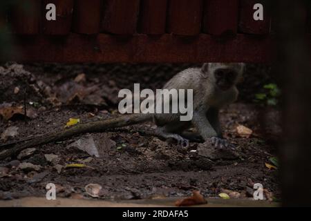 Affen-Bande in Kenia, Afrika. Affen übernehmen ein Hotel, Safari Lodge. Kleine Affen im Regen, Makaken-Affen Stockfoto
