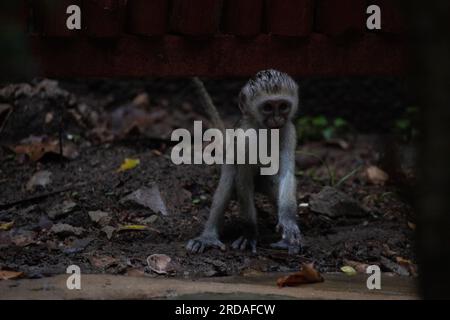 Affen-Bande in Kenia, Afrika. Affen übernehmen ein Hotel, Safari Lodge. Kleine Affen im Regen, Makaken-Affen Stockfoto