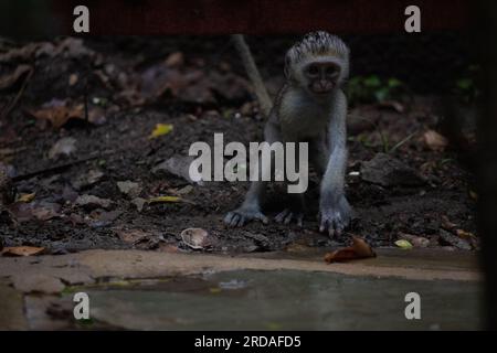 Affen-Bande in Kenia, Afrika. Affen übernehmen ein Hotel, Safari Lodge. Kleine Affen im Regen, Makaken-Affen Stockfoto