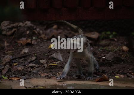 Affen-Bande in Kenia, Afrika. Affen übernehmen ein Hotel, Safari Lodge. Kleine Affen im Regen, Makaken-Affen Stockfoto