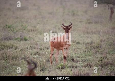 Salt Leck Safari Lodge in den Taita Hügeln kenia. Wunderschöne Lodge auf einer Safari in Kenia Afrika Stockfoto