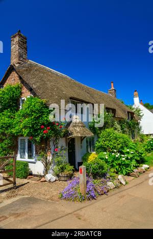 Eine traditionelle strohgedeckte Hütte mit einem farbenfrohen Garten in Dunster, Somerset, England, Großbritannien Stockfoto