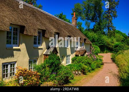 Eine Reihe traditioneller strohgedeckter Hütten mit bunten Gärten in Dunster, Somerset, England, Großbritannien Stockfoto