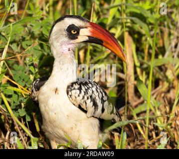 Der Rote-Billard-Hornbill Ruaha wurde als eine besondere endemische Art in Zentral-Tansania eingestuft. Stockfoto