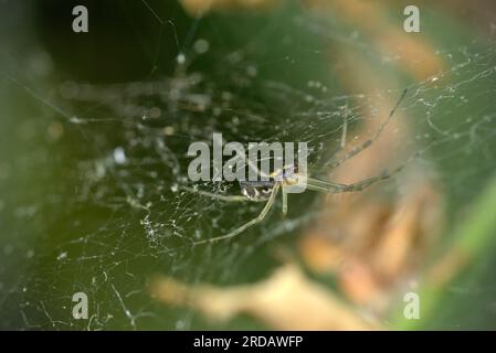 Single Zwarf Weaver (Linyphia triangularis) in seinem Spinnennetz, wartet auf Beute, Spinnen, arachnida, Makrofotografie, Natur, biologische Vielfalt Stockfoto