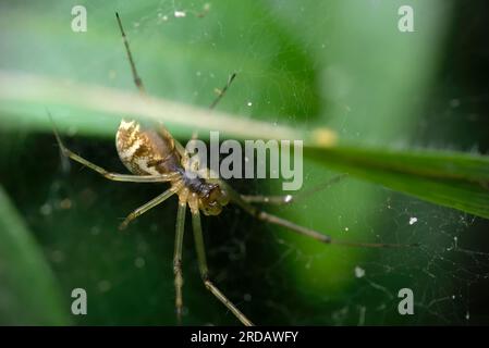 Single Zwarf Weaver (Linyphia triangularis) in seinem Spinnennetz, wartet auf Beute, Spinnen, arachnida, Makrofotografie, Natur, biologische Vielfalt Stockfoto