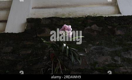 Blick aus dem niedrigen Winkel auf eine Orchideenpflanze, die an einer Seitenwand mit weißen Orchideenblumen und violetten Flecken wächst Stockfoto