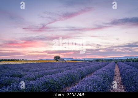 Provence, Lavendelfeld bei Sonnenuntergang, Valensole Plateau Stockfoto