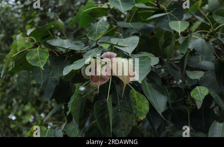 Blick aus dem niedrigen Winkel auf die frischen Blätter, die auf einem Zweig eines heiligen Bodhi-Baumes wachsen (Ficus Religiosa) Stockfoto