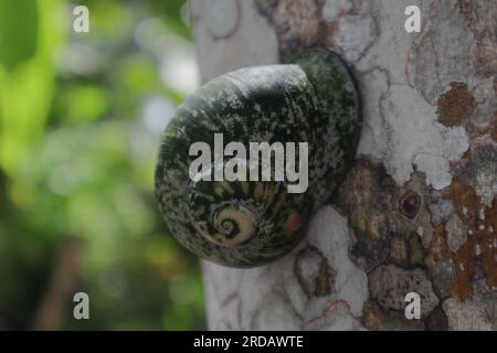 Nahaufnahme einer Riesenschnecke (Acavus Phoenix) mit Algen, die auf der Muscheloberfläche wachsen, die Landschnecke klebt an einem Baumstamm aus Gummi Stockfoto