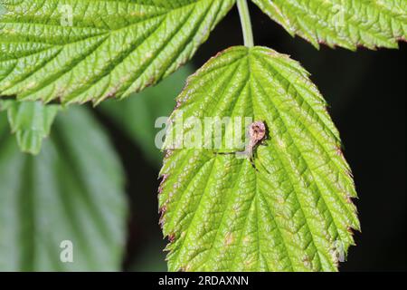 Legen Sie Bug Nymphe (Coreus marginatus) auf ein Himbeerblatt im Garten. Das ist ein Schädling, der den saft von vielen Pflanzen saugt. Stockfoto