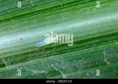 Maisblatthopfer (Zyginidia scutellaris) Schädling des Maisanbaus. Stockfoto