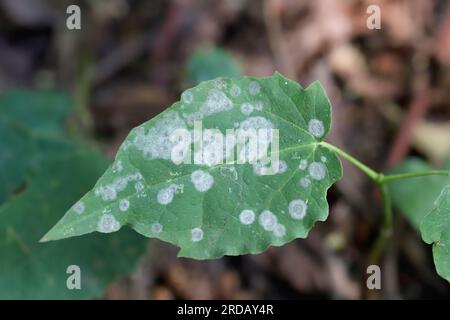 Flecken auf Ahornblättern durch Pilzinfektion. Stockfoto