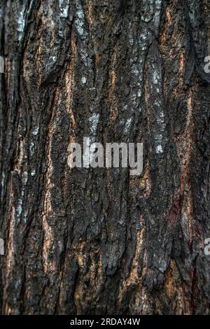 Hintergrundbild Baumrinde-Textur Stockfoto