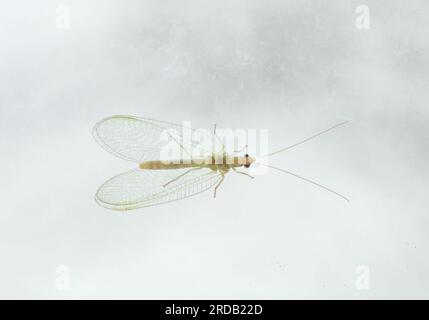 Grüne Schnürsenkel, die auf schmutzigem Glas sitzen. Chrysopidae kleine Insekten Ordnung Neuroptera oder Netzflügelinsekten Nahaufnahme Stockfoto