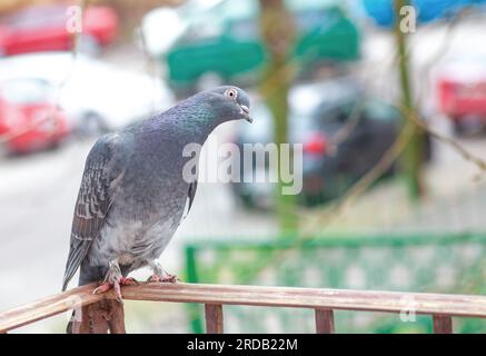 Lustige graue Taube mit Kopf, der auf dem Balkon steht. Eine graue, lustige Felsentaube mit offenen Augen steht draußen auf der Terrasse. Überraschte und schockierte Kuppeln Stockfoto