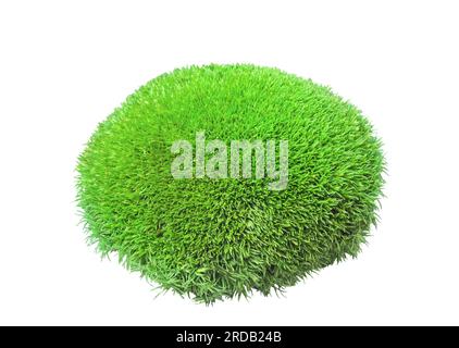 Grünes Tuft-Leucobryum-Moos auf weißem Hintergrund isoliert. Leucobryum glaucum oder Pincushion bryophyte, die Gras wachsen, mit ausgeschnittenem Verschluss. Dekorative nadelhülse Stockfoto